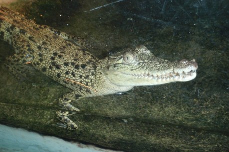 Feisty croc ‘Snappy Tom’ and barra stolen