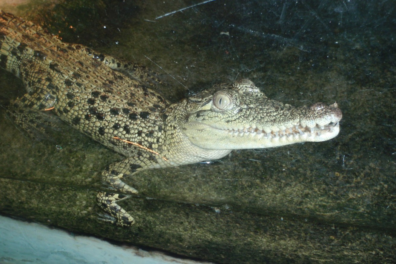 A little crocodile called Snappy Tom has been stolen from an educational facility in Queensland. (AAP Image/Supplied by Holloways Beach Environmental Education Centre)