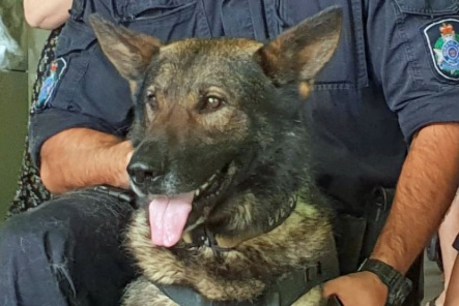 Queensland police dog Kaos stabbed in neck during Brisbane arrest