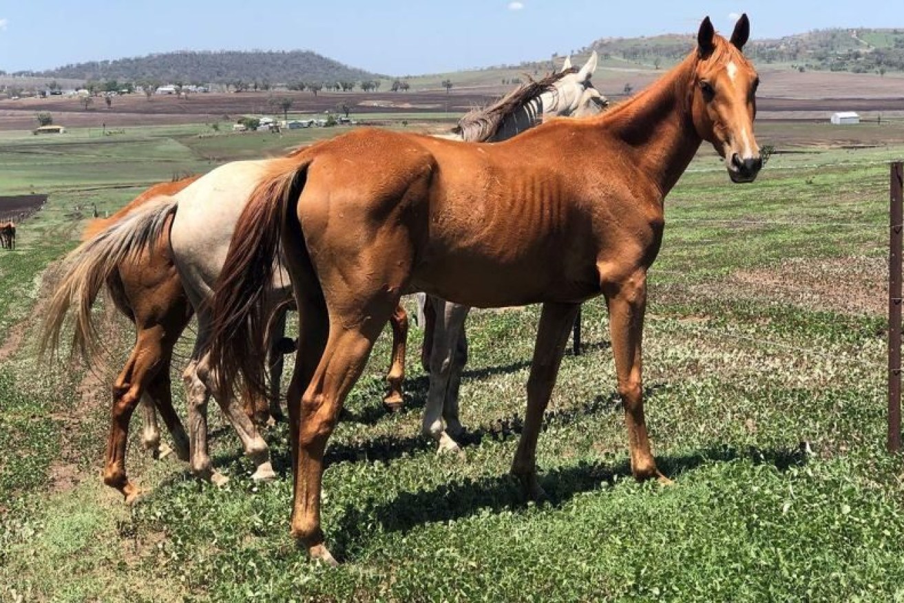 Hendra virus has been identified as the source of several horse deaths in NSW. (ABC News: Elly Bradfield)