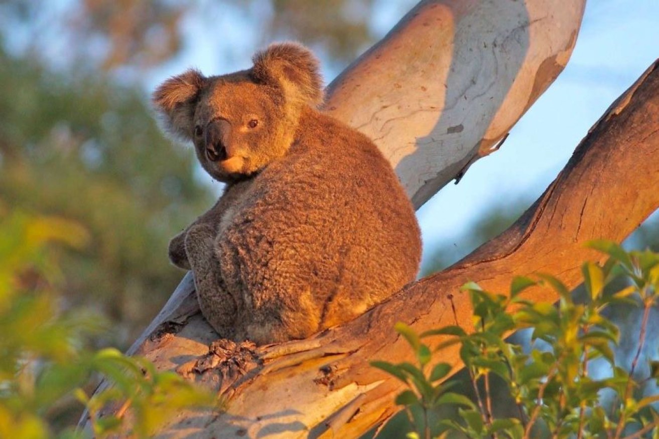 This koala is sighted so often locals named her 'Belle'. (Photo: Supplied: Geoff Sharp)