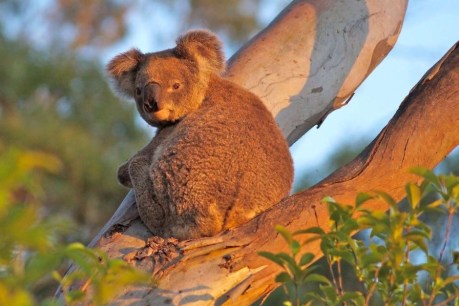 ‘Outrageous’: Critics slam Darling Downs Defence housing plan on koala habit