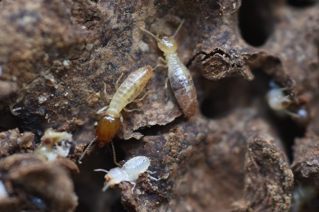 Termites help unearth a high-tech future