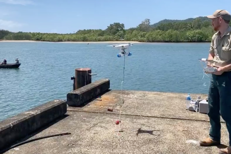 Amazing video: Drones used to catch rogue crocs in NQ