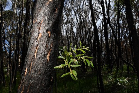 Lots of people want to help nature after the bushfires – we must seize the moment