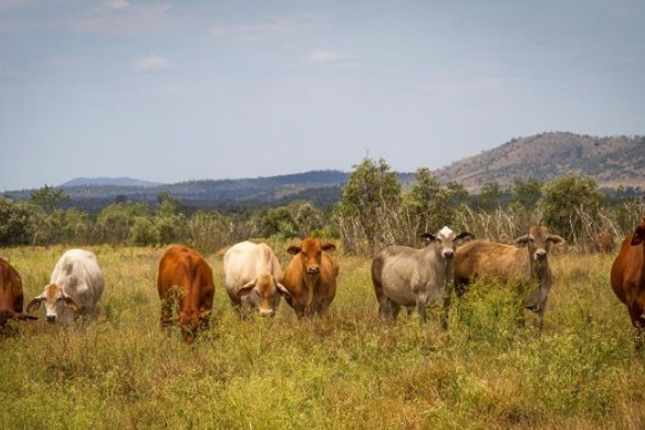 A new program is aiming to bring smaller graziers together to trade carbon credits. Photo: ABC