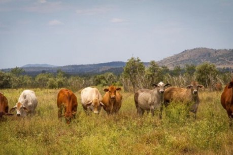 Hot air: Small graziers band together to harness carbon credits