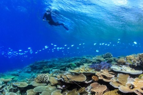 Coral recovers on Great Barrier Reef but outlook remains poor