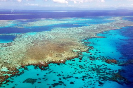 Skyscraper-sized ‘coral tower’ found by researchers on Great Barrier Reef