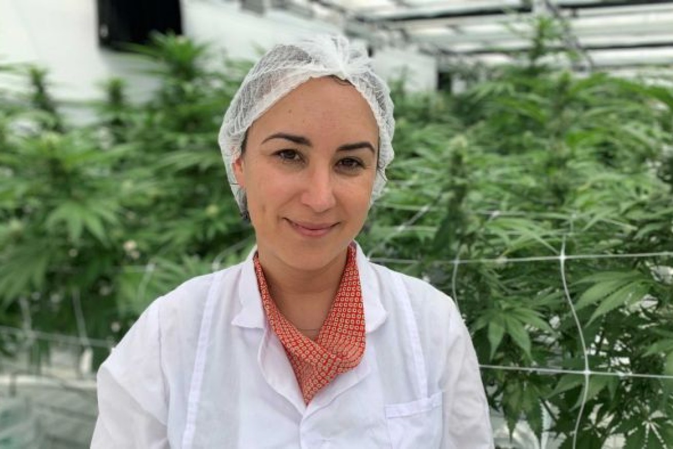 Emily Rigby from Cannatrek with medicinal cannabis crops being grown in southern Queensland. Photo: ABC