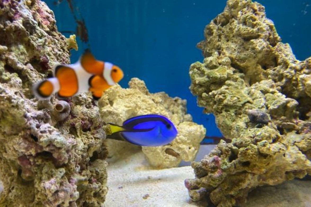 A clownfish breeding program in Central Queensland hopes to supply them to pet shops. Photo: ABC