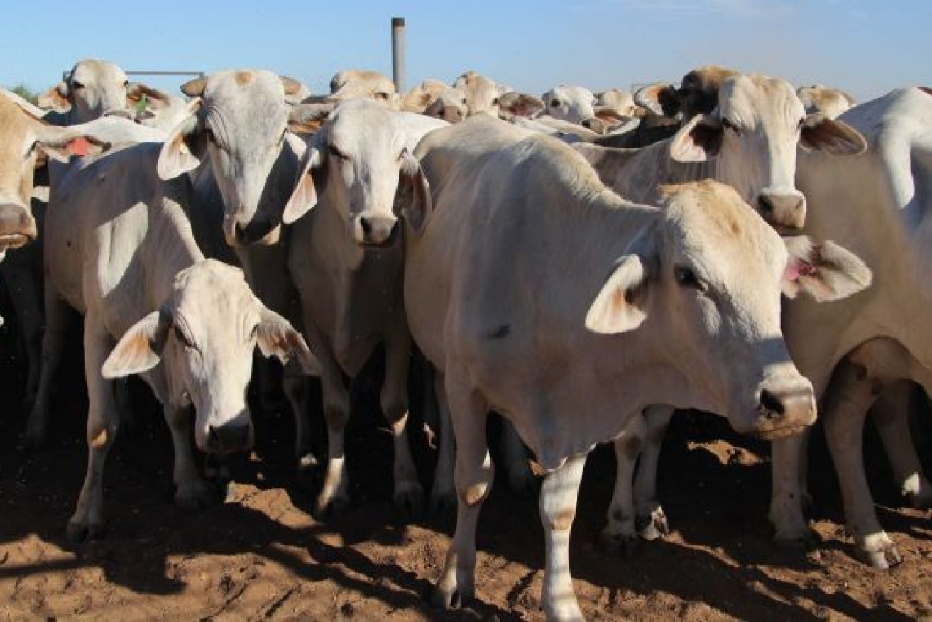 Not even the COVID-19 pandemic is expected to stifle buyer confidence in a what experts are tipping will be a bull market for cattle sales in Queensland. (Photo: ABC)