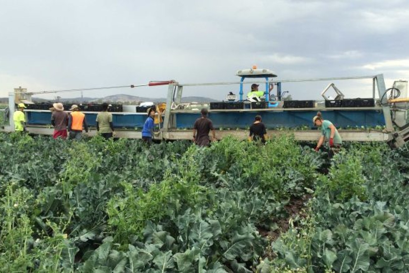 Qualipac employees harvest broccoli which is in high demand due to COVID-19. Photo: ABC