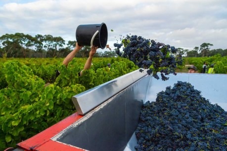 Fears that a third of Australia’s wineries may go under during crisis