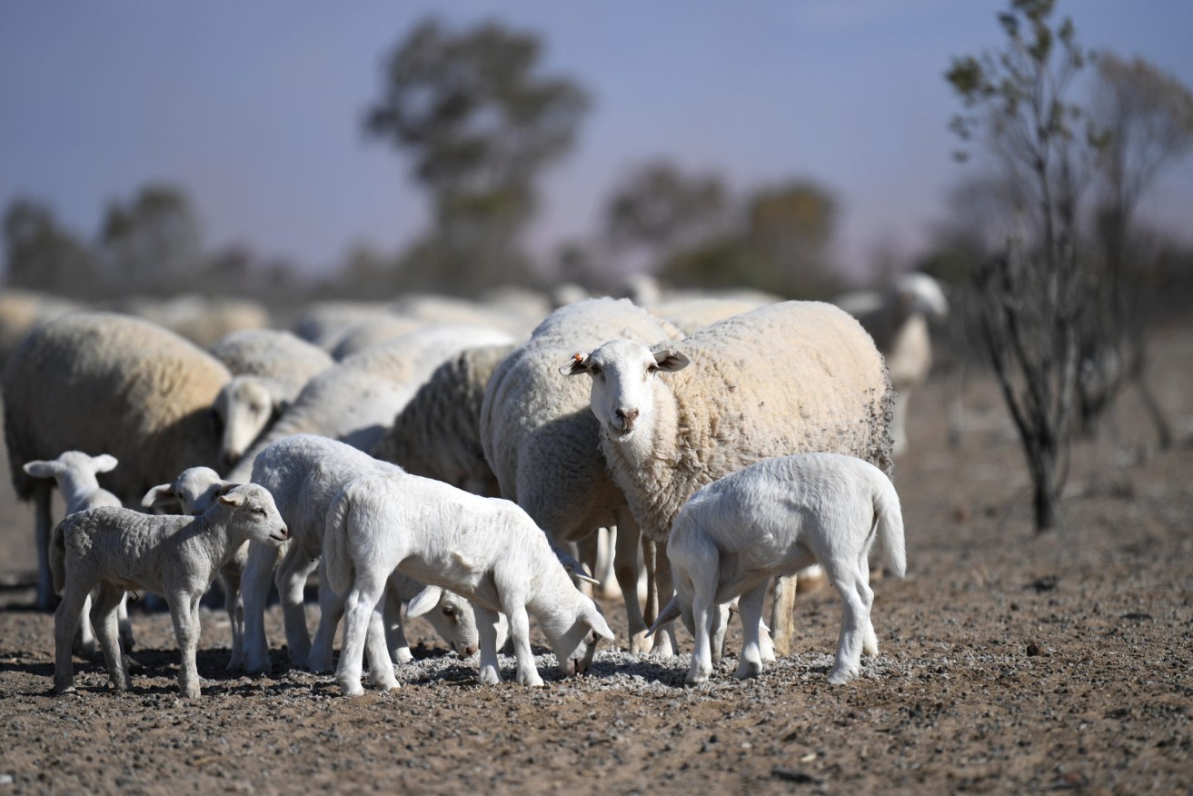 Warm, moist weather conditions caused by La Nina are putting Queensland sheep at risk. (Photo: AAP Image/Dan Peled) 