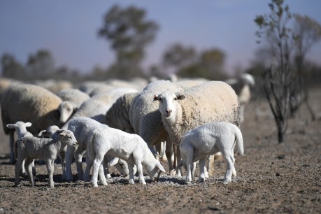Good for crops, but La Nina has turned our sheep into sitting ducks