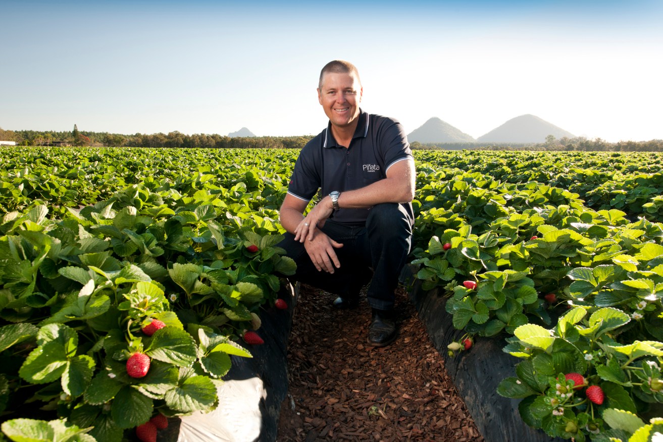 Pinata Farms managing director Gavin Scurr on his Wamuran strawberry farm north of Brisbane. 