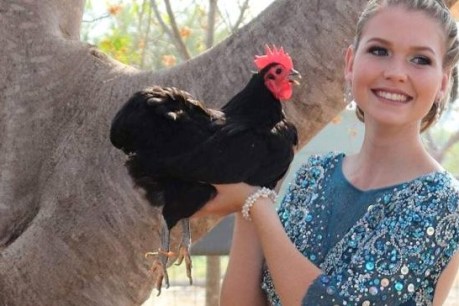 Queensland teen waits out COVID-19 with 240 chickens for company