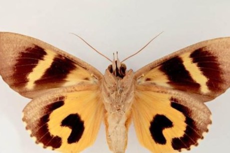 Meet the monster moth that’s been snacking on our fruit trees