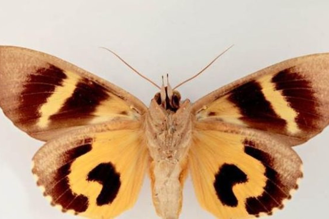 The moth's  drill-like proboscis opens fresh produce up to all sorts of other nasties. Photo: ABC
