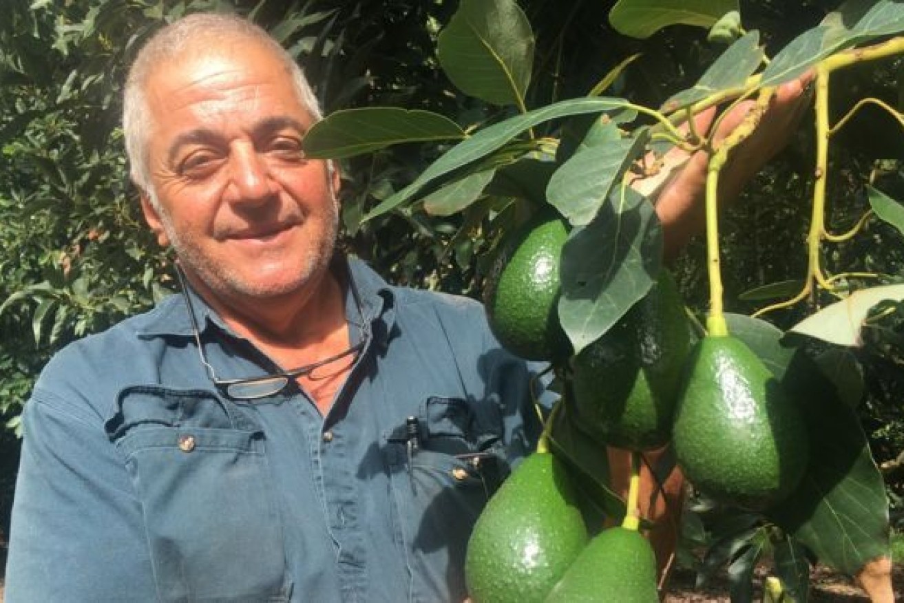 Avocados Australia chairman Jim Kochi says growers are 'very apprehensive' about the food-service shutdown. Photo: ABC