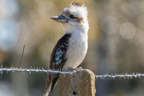 No laughing matter: Fears for kookaburras, magpies as numbers fall