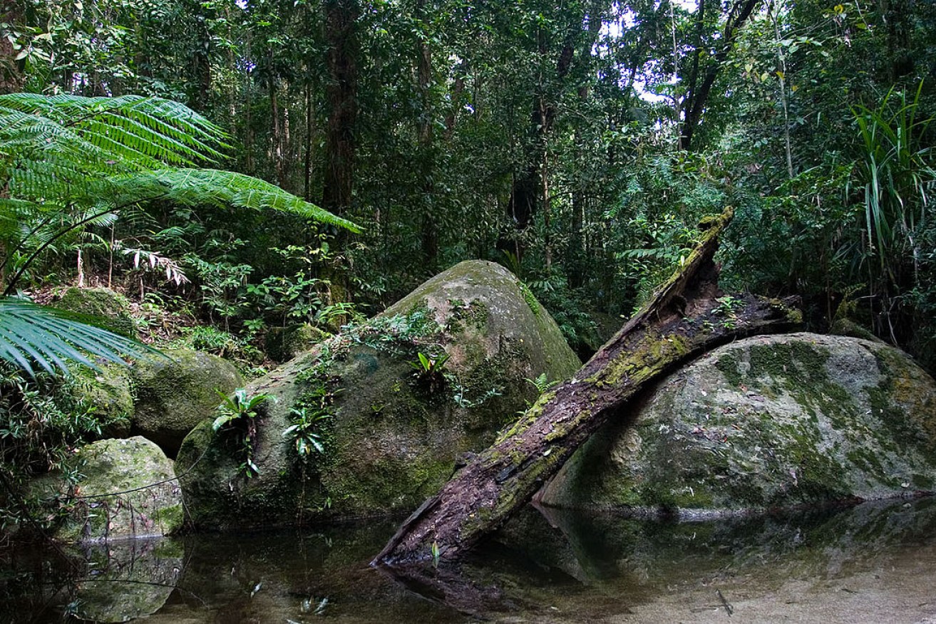 The iconic Daintree where the Federal Government is backing a plan for a hydrogen micro grid.