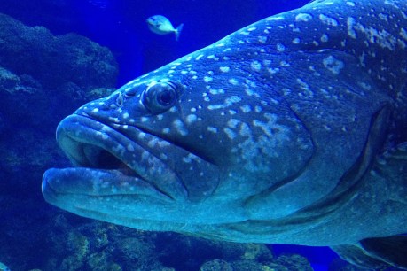 Lonely fish are sulking during lockdown, says Cairns aquarium