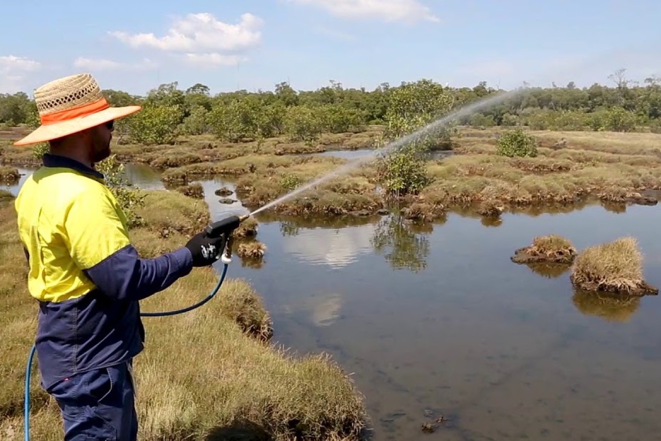 A worker sprays wetlands where mosquitoes are known to breed. (Source: Brisbane City Council)