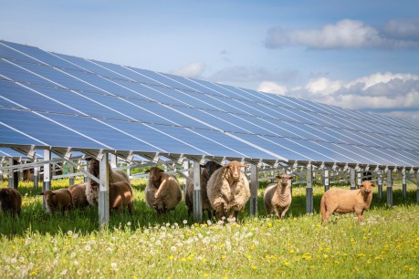 Clean sweep: Australia’s biggest solar farm brings 400 jobs to Qld