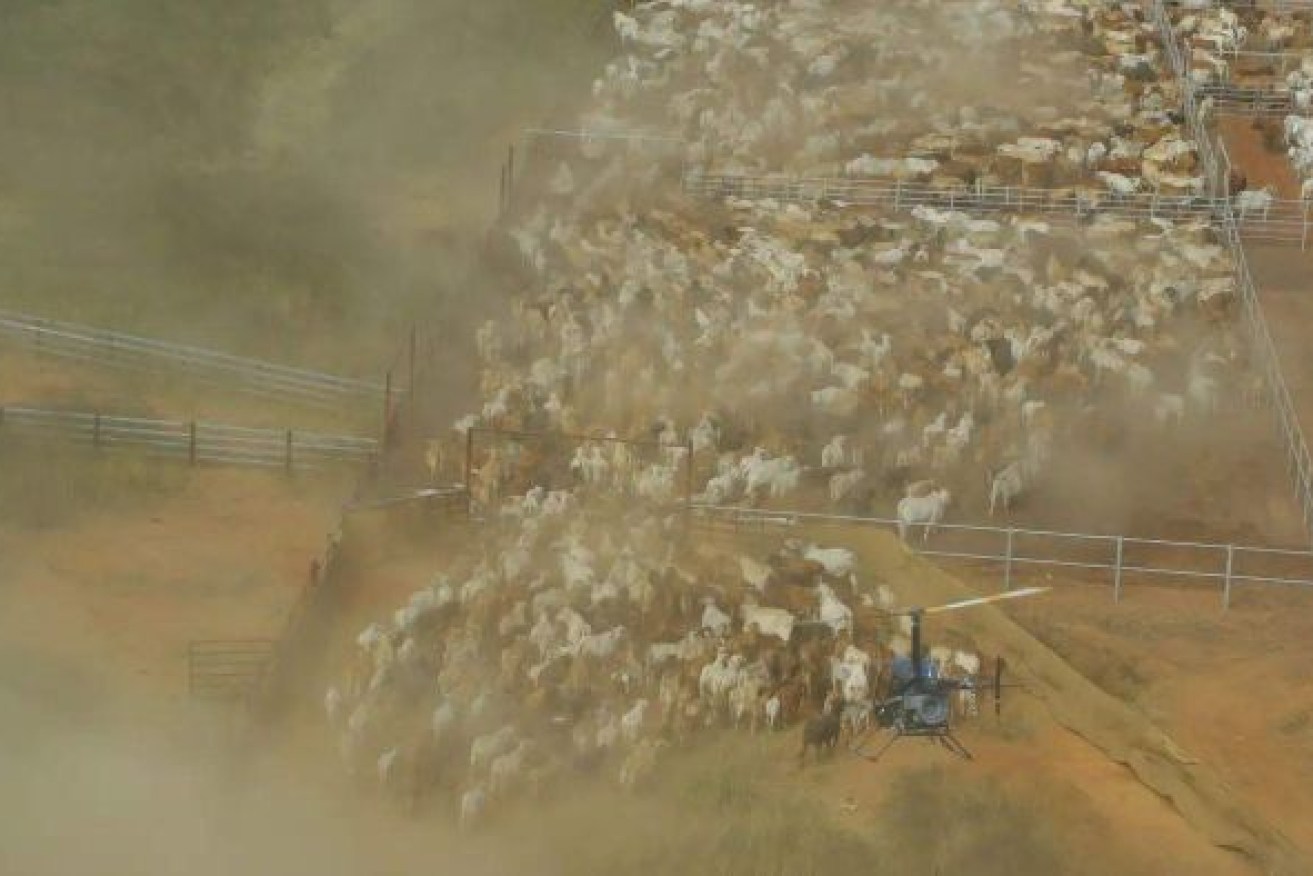 Wollogorang and Wentworth Stations were sold with around 27,000 head of cattle. Photo: ABC