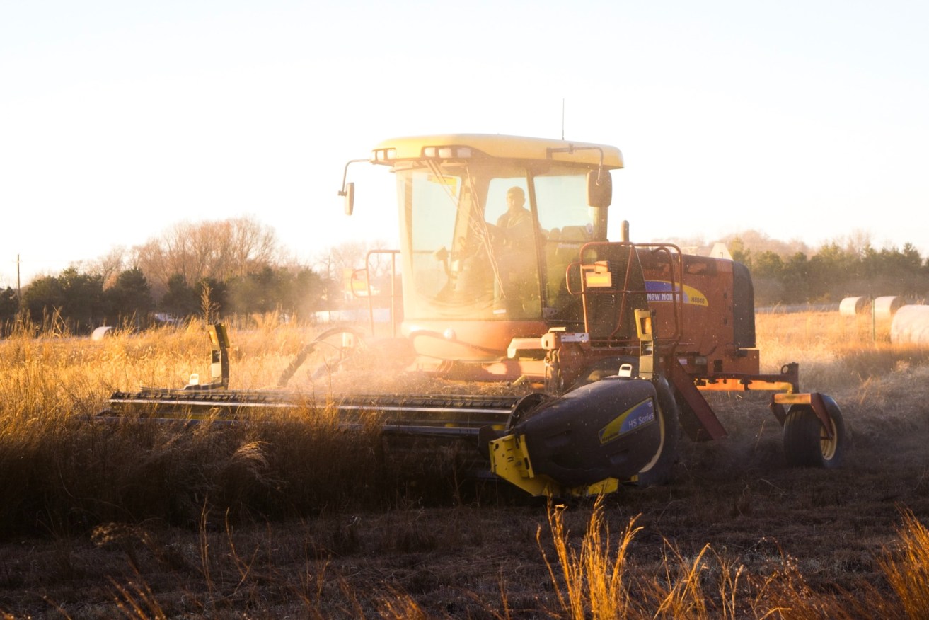 Agribusiness lending on the rise for Suncorp. (Photo: Noah Buscher Unsplash)