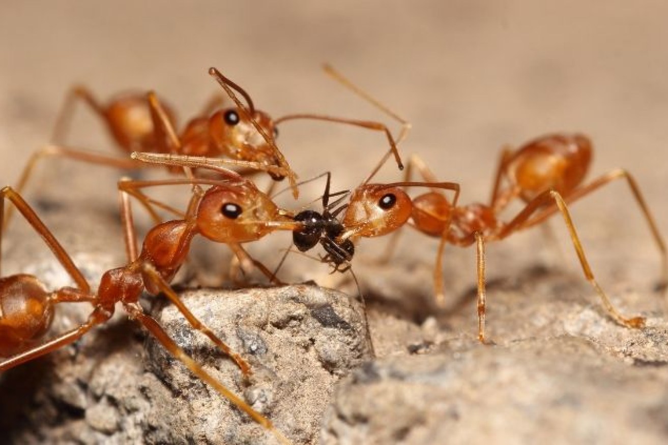 Researchers have found that fire ants are "surfing' on floodwaters to spread further around Queensland. (Fle image)