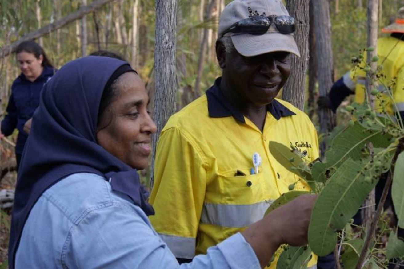 Yasmina Sultanbawa and Kevin Wanambi inspect trial plantings of green plum trees.