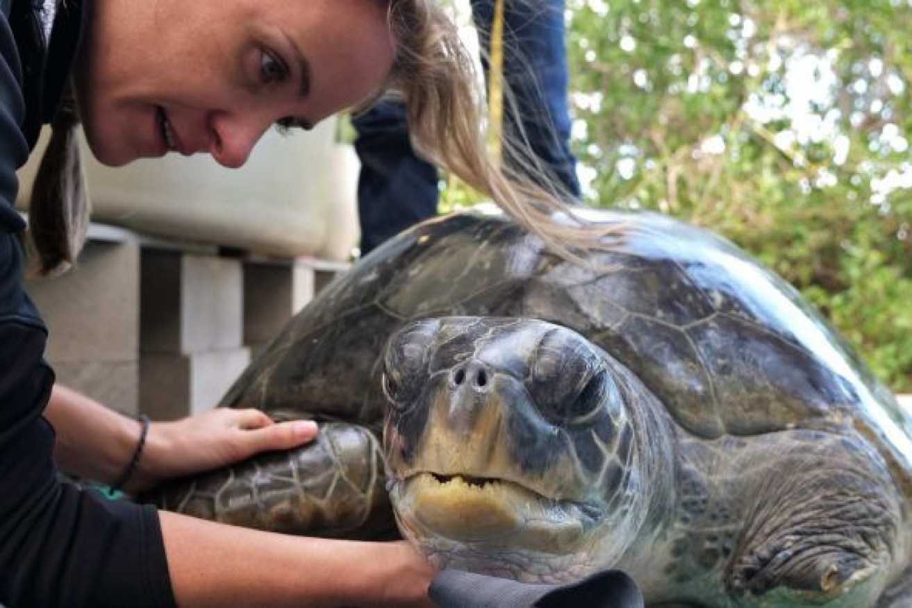Denise loved her shell scratches and would try to grab her handlers' hands with her rear flippers. (Photo: ABC)