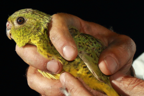 Rare night parrot can’t see, runs into things in the dark (and no, this isn’t a Monty Python skit)