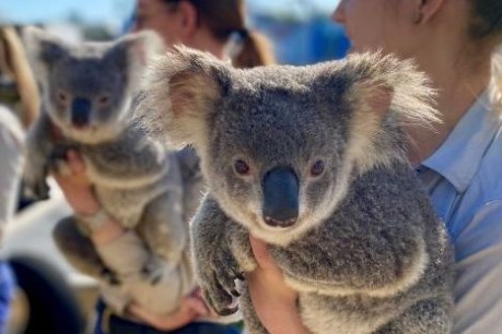 Passing the buck: Concern about huge koala habitat as State refers case to feds
