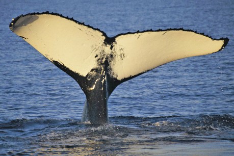 Most whales in 70 years but 40,000 humpbacks ‘close to capacity’ say experts