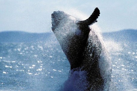 Mother, calf get an early jump on whale season by turning up months early