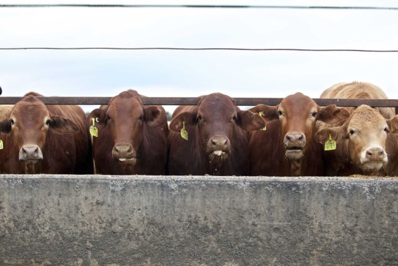 The push is on to get more beef back into China. (Photo: Australian Lot Feeders' Association)