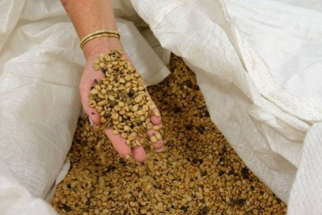 Whitsunday Gold Coffee owners still full of beans despite setbacks