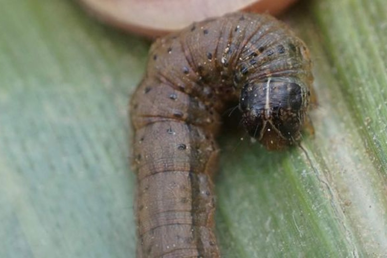 Fall armyworms have been detected in Longreach, sparking concern for local pastoralists. (Photo: ABC)