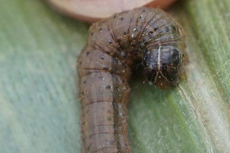 Fall armyworm problem in west may be hard to wiggle out of