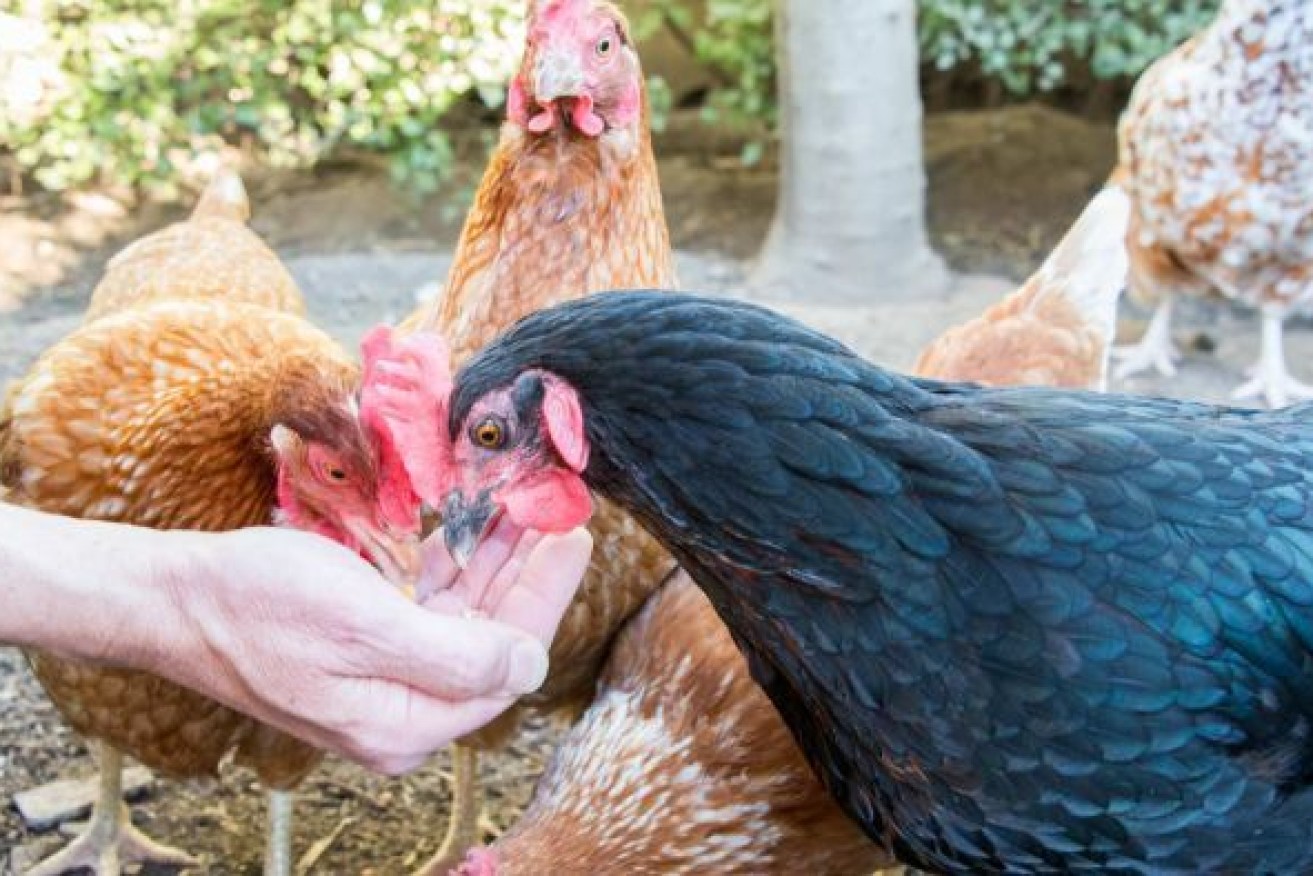 The growth in backyard chicken pens amid lockdown has caused an outbreak of the bacterial infection. Photo: ABC