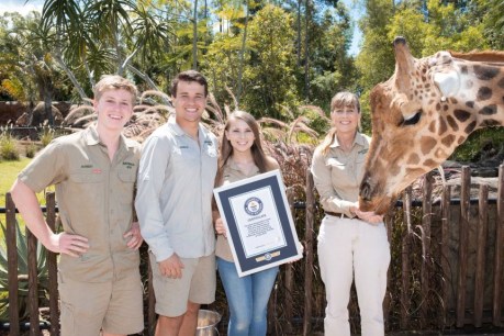 Crikey! Australia Zoo hits all-time high with world’s tallest giraffe