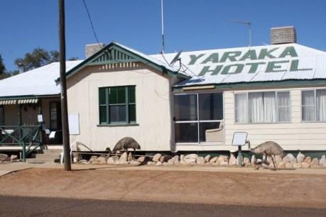 Outback Queensland pub that’s banned emus for ‘bad behaviour’