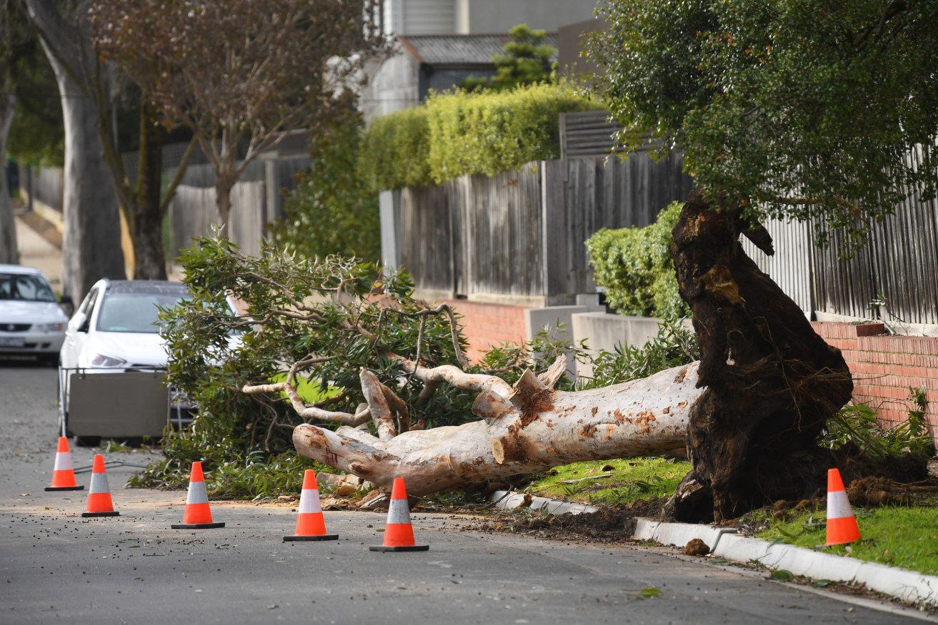 General view of a fallen tree which struck and killed a 4-year-old boy in Blackburn South, Melbourne, Friday, August 28, 2020. Fallen trees from wild winds have killed three people in Victoria overnight, including a 4-year-old boy. (Photo: AAP Image/James Ross) 