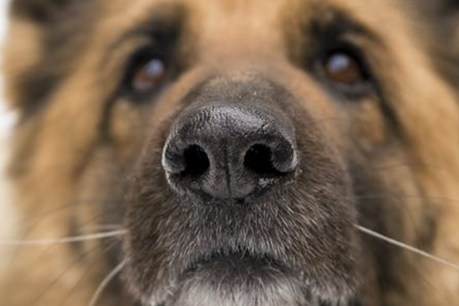 Meet the dogs that may be able to sniff out COVID-19