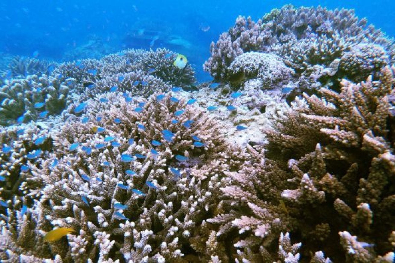 Farmers are required to reduce nutrient and chemical run-off into waterways that flow into the Great Barrier Reef. Photo: ABC