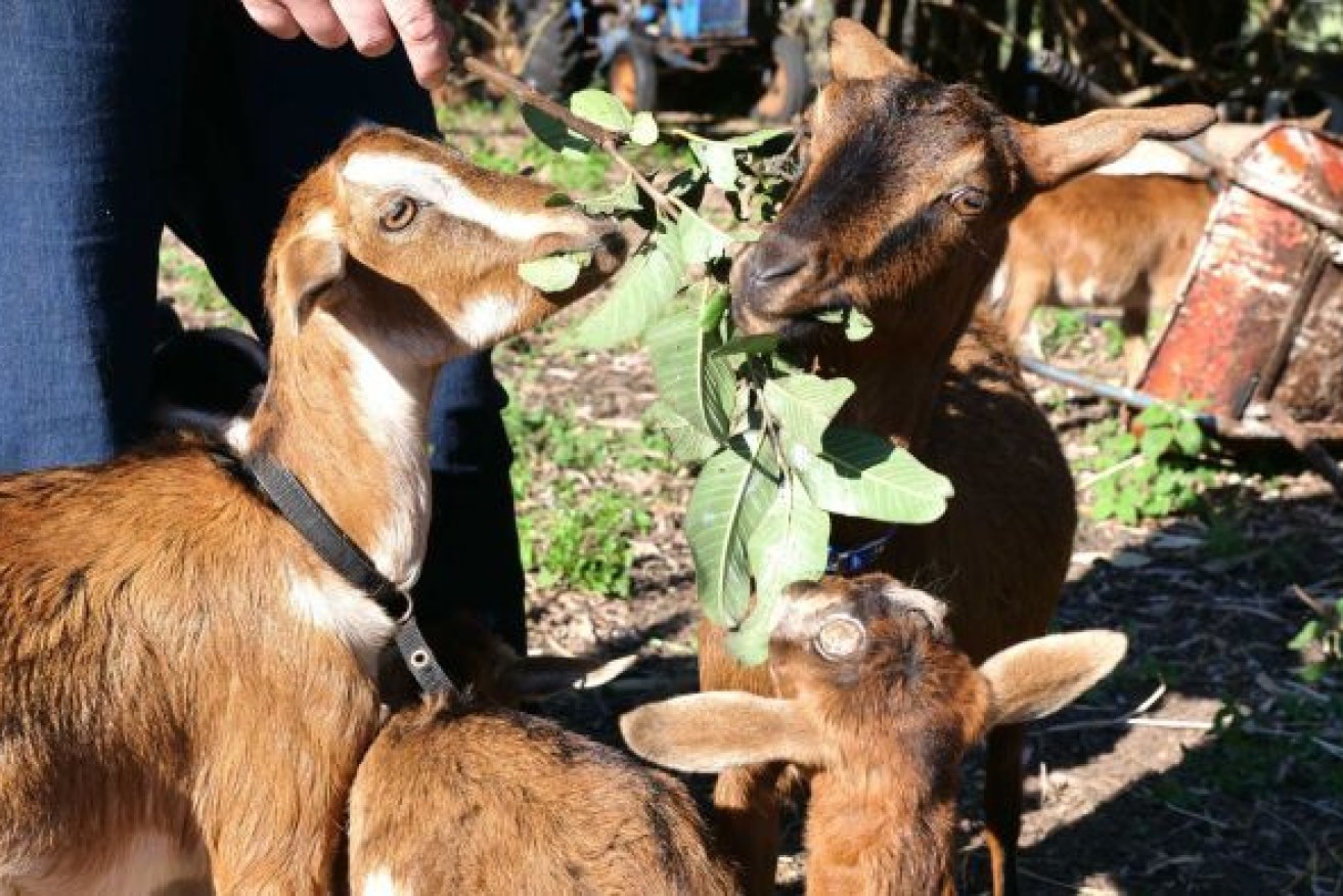 The unique goats now have their own rare heritage-breed status, but that may not save them in a national park. (Photo: ABC)